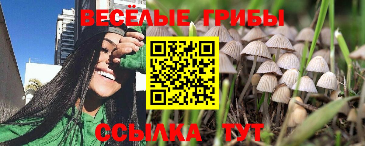 Галлюциногенные грибы Psilocybe  хочу наркоту  Псилоцибиновые грибы прущие грибы  Коряжма  Вход с VPN 