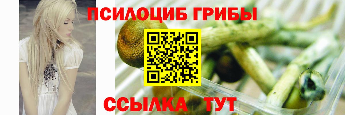 Галлюциногенные грибы Psilocybe Коряжма